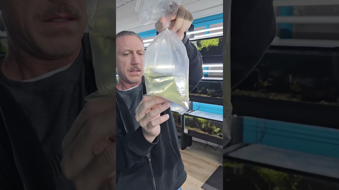 Fish unboxing 12/03