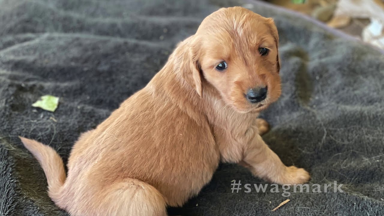 The Internet of Experiences: Golden Retriever Puppies on the lanai