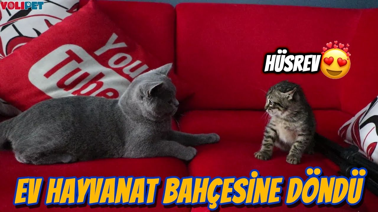 YENİ EVCİL HAYVANIM HÜSREV 😍 (Sokaktan Hayvan Sahiplendim)