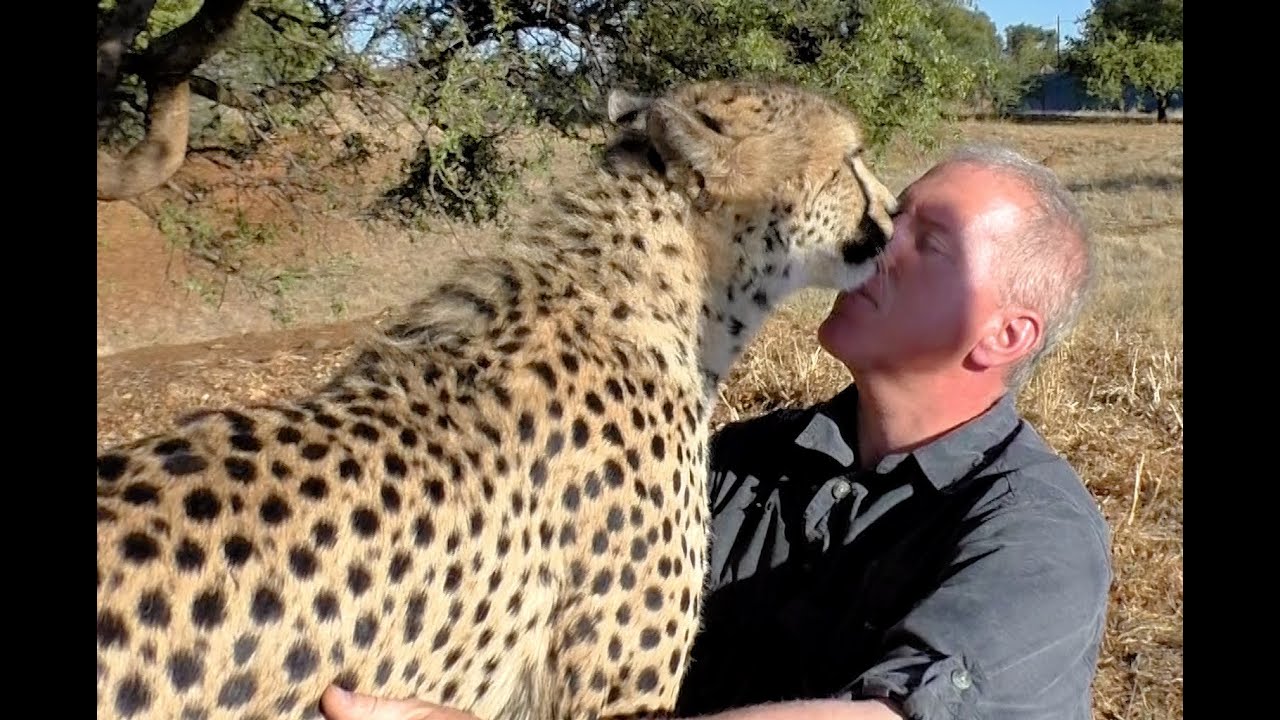 Slow Motion African Cheetah Grooming & Purring | ASMR Relaxing Video Of Big Cat Purr