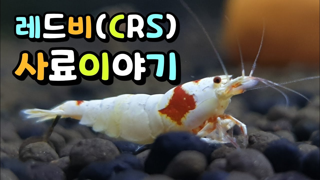 관상용 새우 사료 먹이는양과 방법 주의할점 그리고 소소한 먹방~