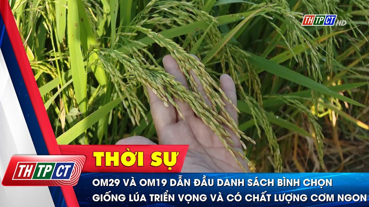 OM29 v&agrave; OM19 dẫn đầu danh s&aacute;ch b&igrave;nh chọn giống l&uacute;a triển vọng v&agrave; c&oacute; chất lượng cơm ngon | Cần Thơ TV