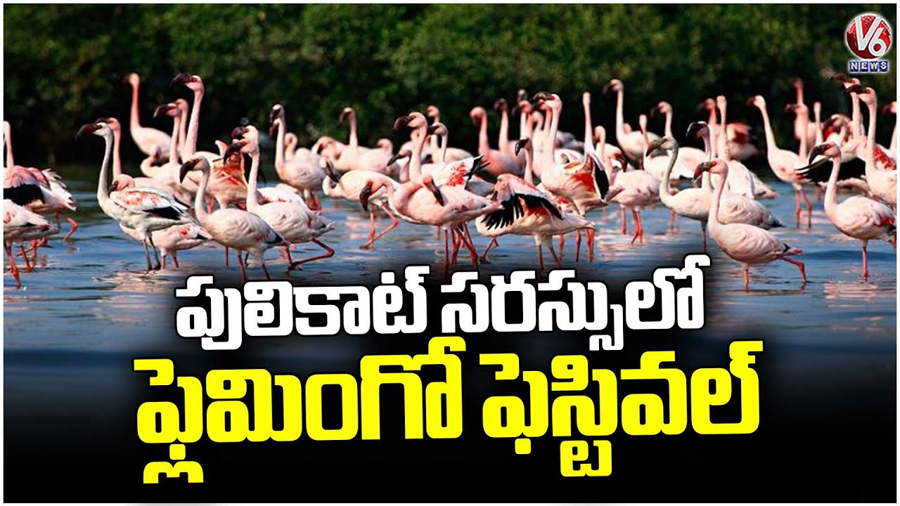 AP Government Hosts Flamingo Festival 2026 On 10 and 11 January at Pulicat Lake | V6 News