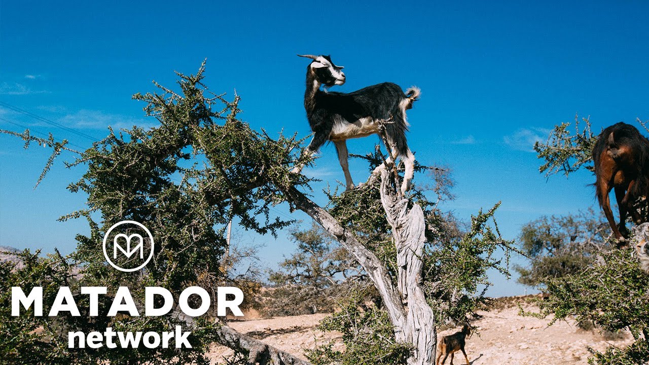 Goats climbing trees?! 🐐😱