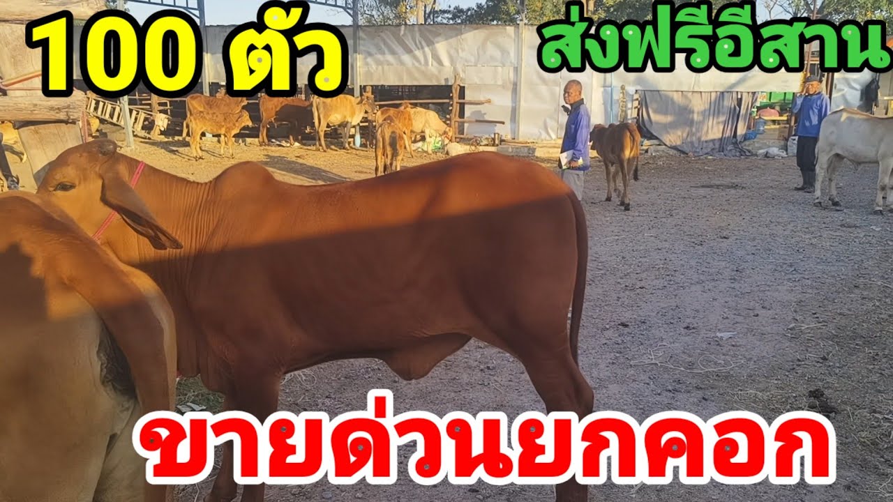 23 ม.ค.69 ขายวัวราคาถูก 100 ตัว สุดคุ้ม แแถมมีส่งฟรี ชุดตั้งฟาร์ม,แม่ลูกถูกๆ