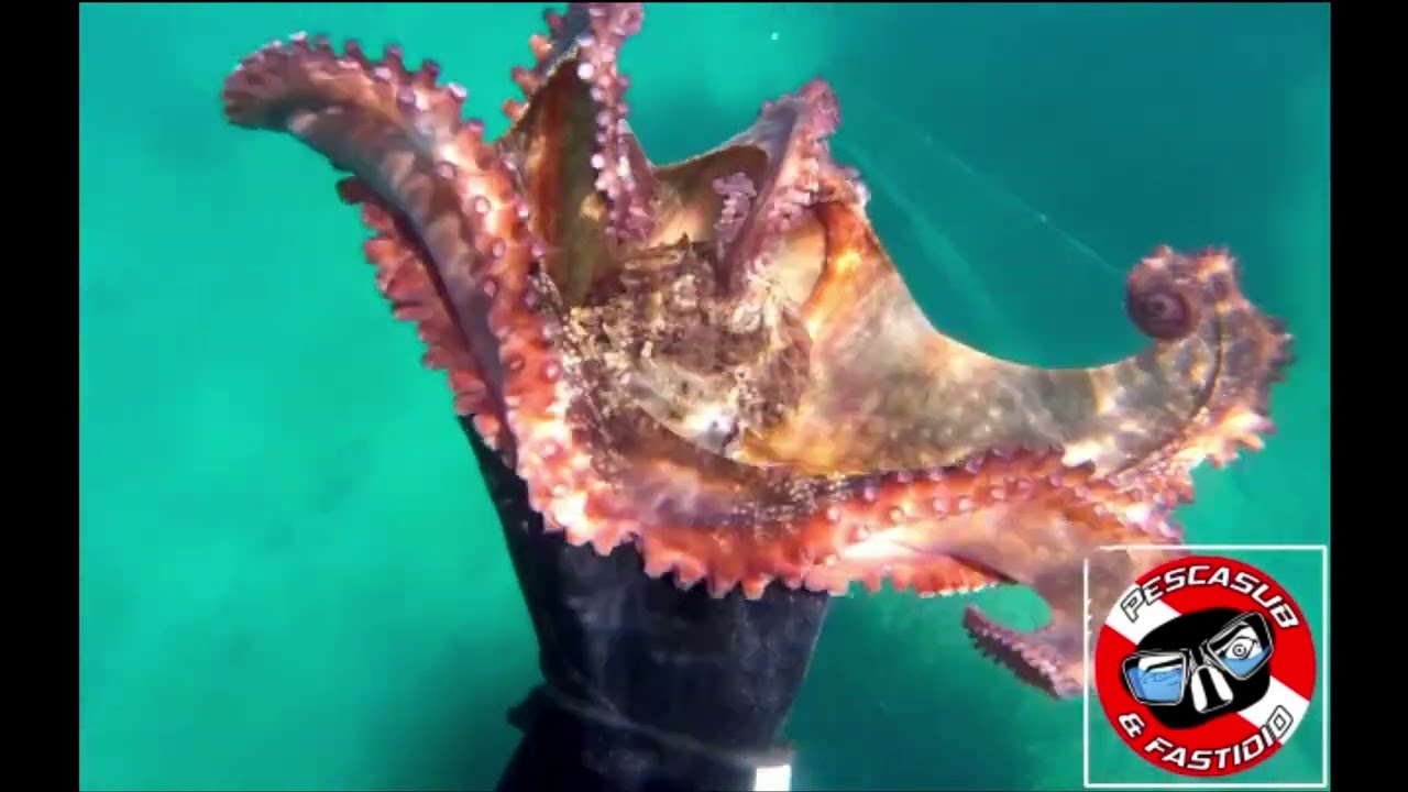 Save the Kraken - Salva il Polpo!