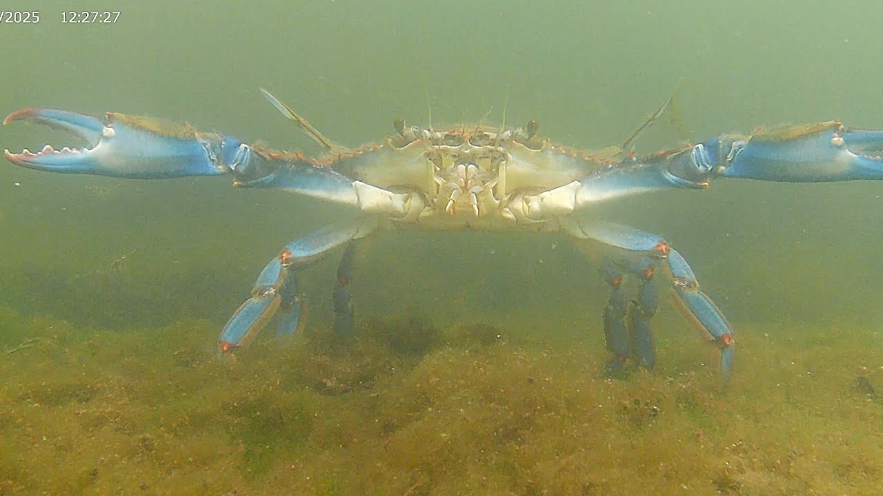 The Blue Crab Mating Dance