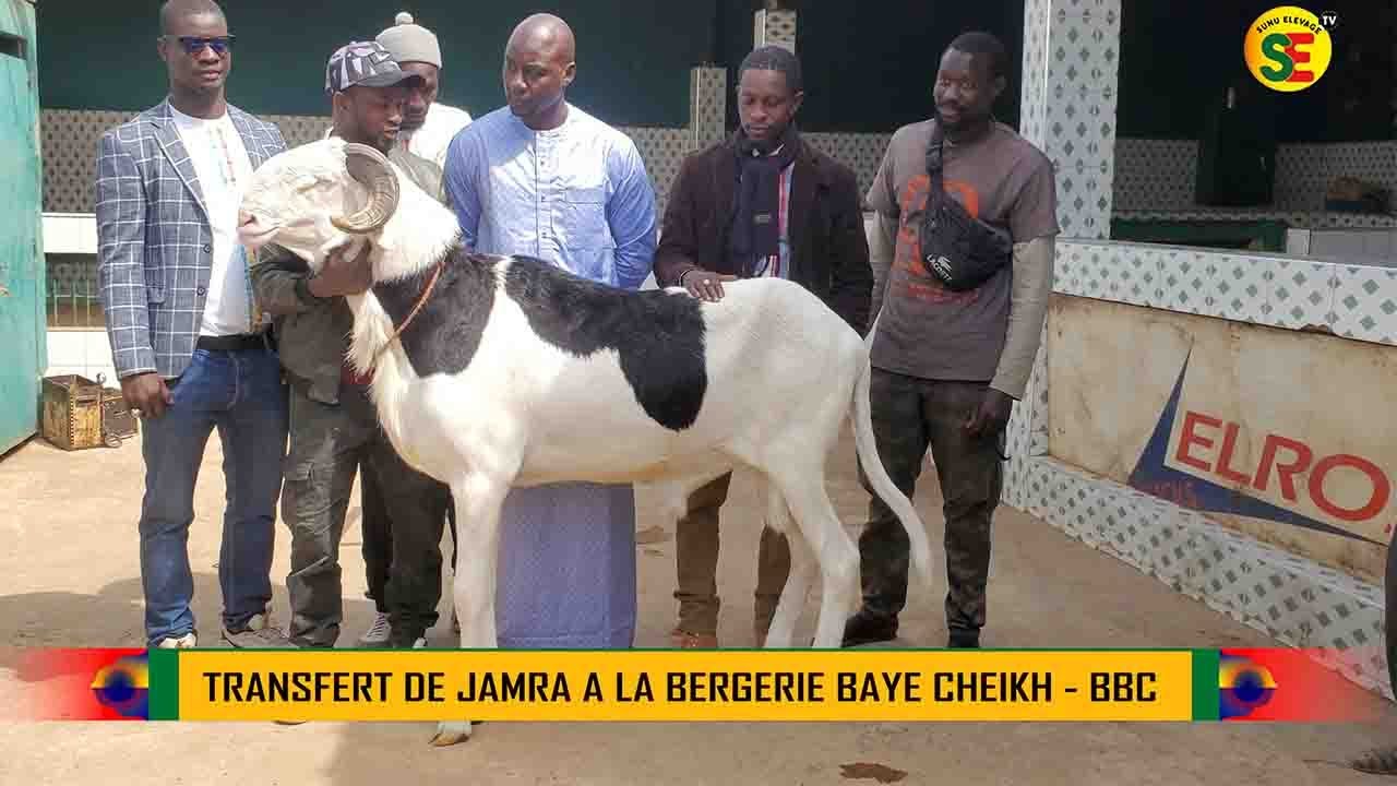 ELEVAGE / TRANSFERT JAMRA  ( UN BERLIER LADOUM ) DE LA BERGERIE TOUBA KHAIRA A LA BERGERIE BBC