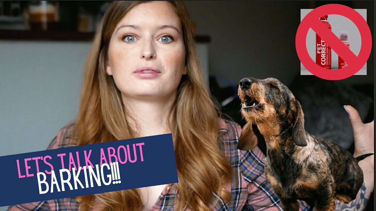 Let's Talk About Barking! | Miniature Dachshund UK