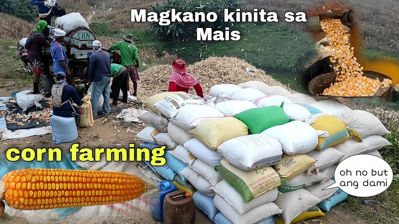 Magkano ang Kita sa Mais (part 2)