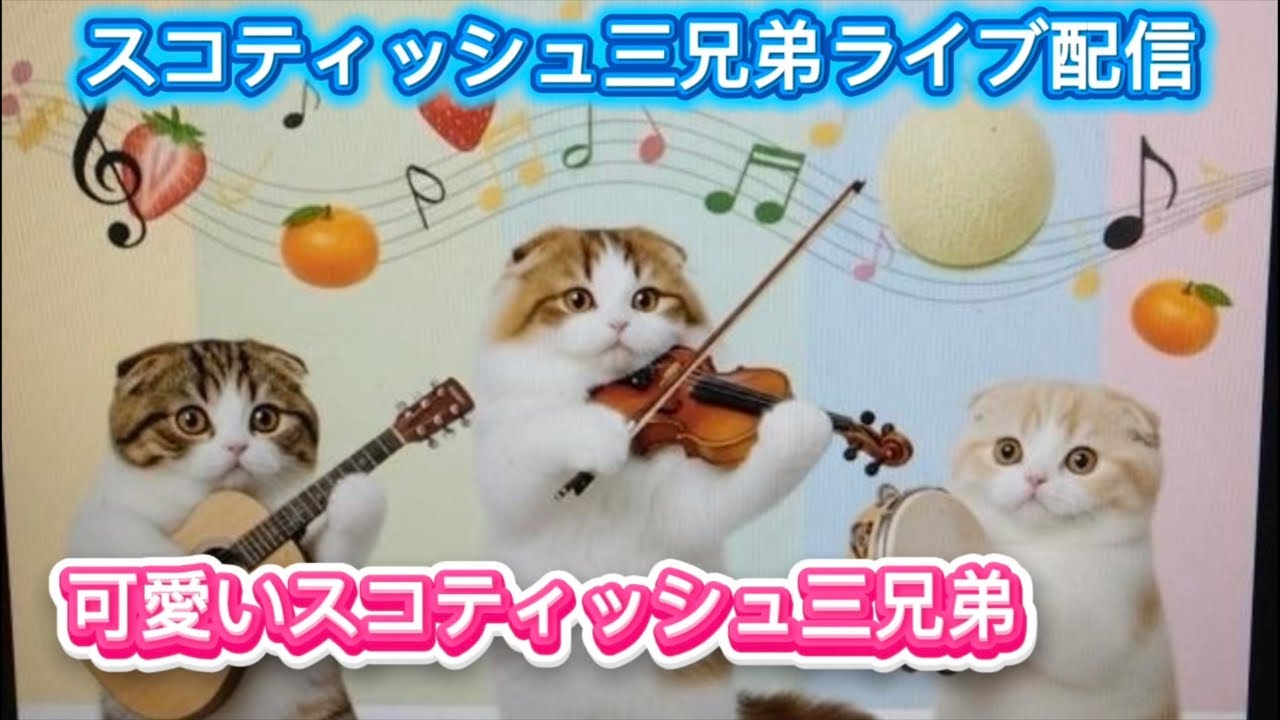 スコティッシュ三兄弟 No.207  昼間はめっちゃ可愛いスコティッシュ三兄弟