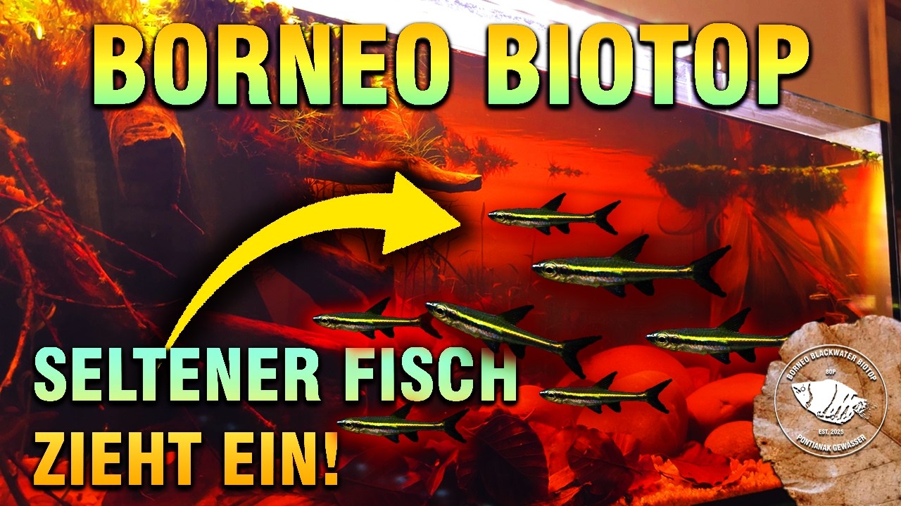 Seltener Schwarmfisch im Biotop (Trigonopoma Gracile) | Pontianak Gewässer | AQUAtope