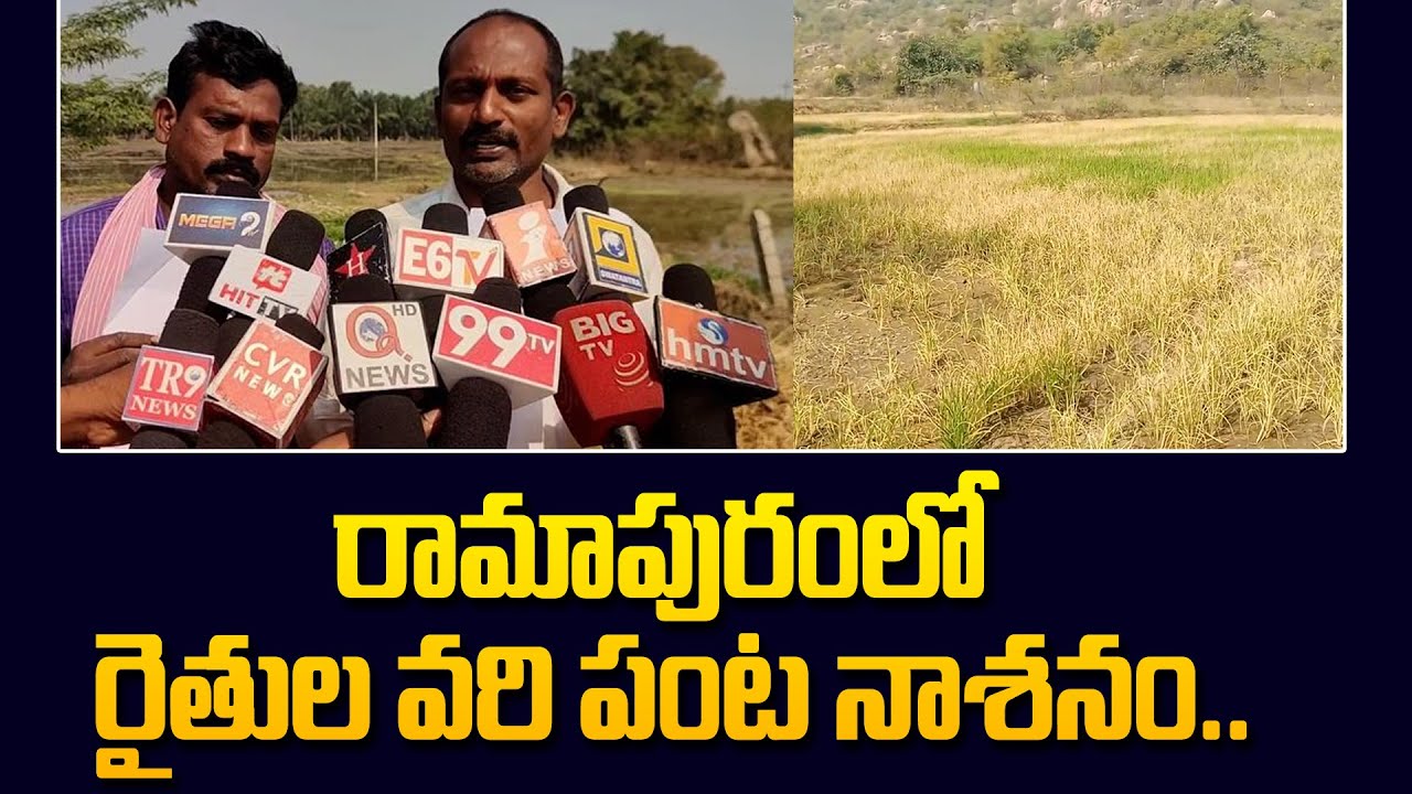 రామాపురంలో రైతుల వరి పంట నాశనం.. | Suryapet Dist News | 