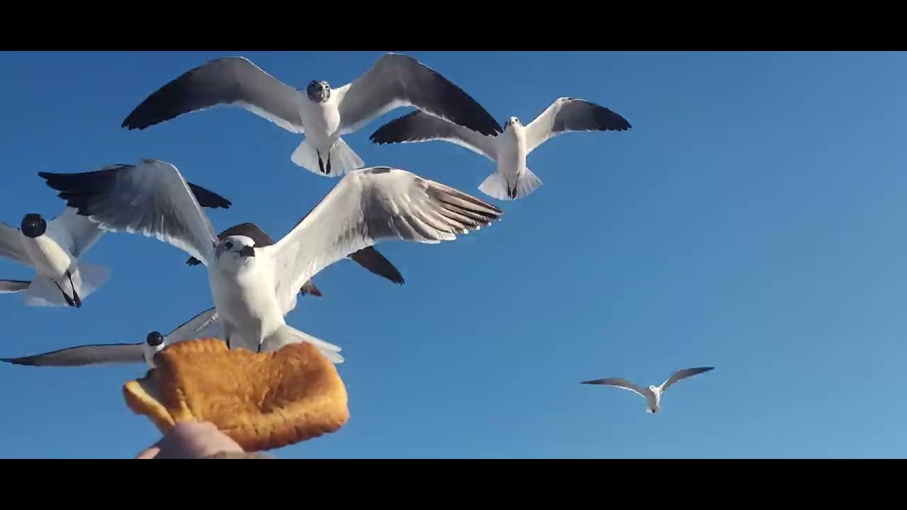 Feeding the birds 
