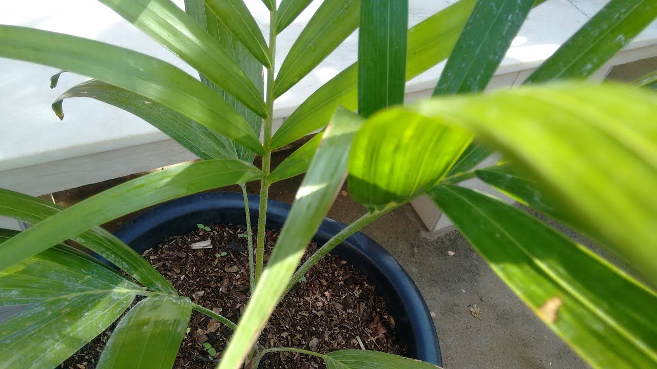 Palmeira Havaí: como plantar e cuidar.