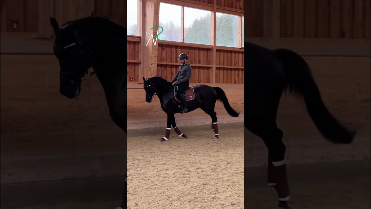Reiterauge schulen- So erkennst du den fliegenden Galoppwechsel! Beinfolge im Galopp und im Wechsel.