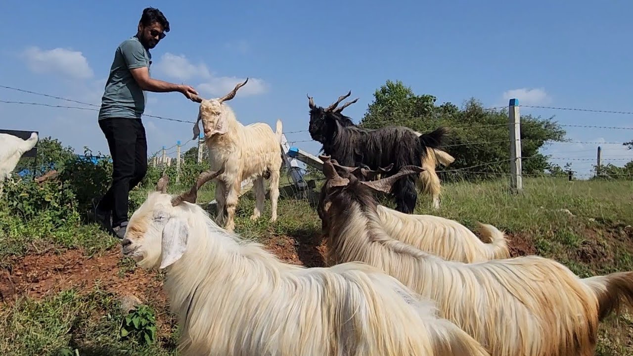 Kashmir Ke Nayaab Bakre | Full Set Kashmiri Goats At Al Muqaddas Goat Farm Pune.