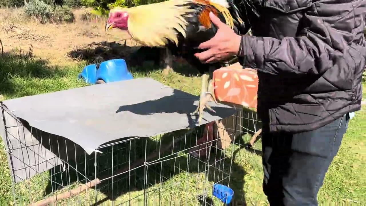 Gallo jiro pelea entrenado 