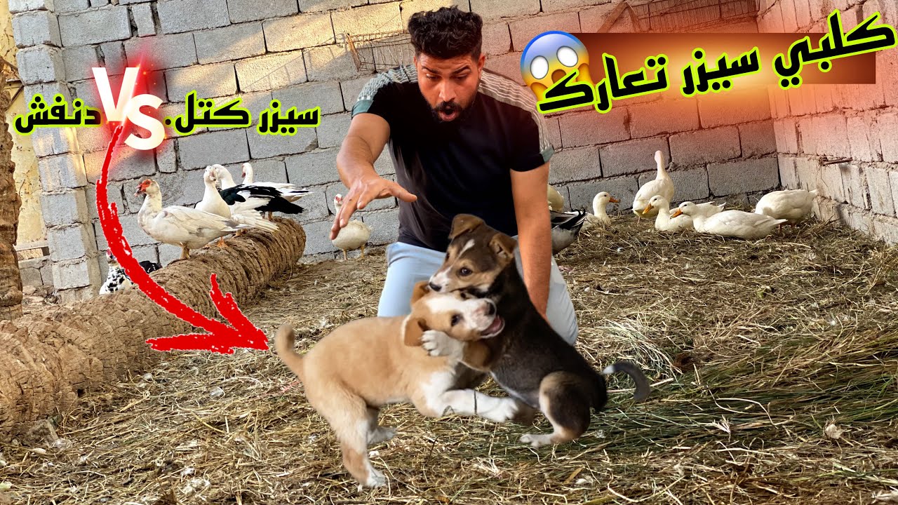 #تدريب_سيزر3 سيزر يتعارك ويه دنفش😱فقس عدنه بط البطريق