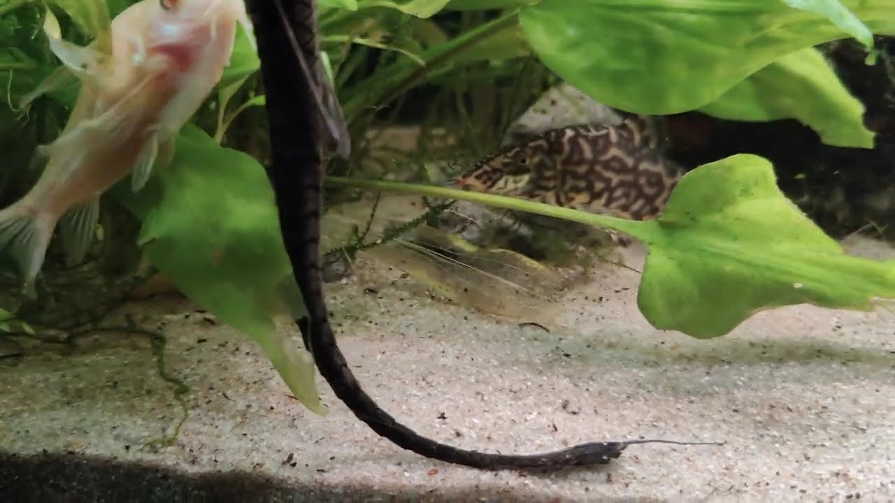 20251205 sfeerbeelden gezelschapaquarium