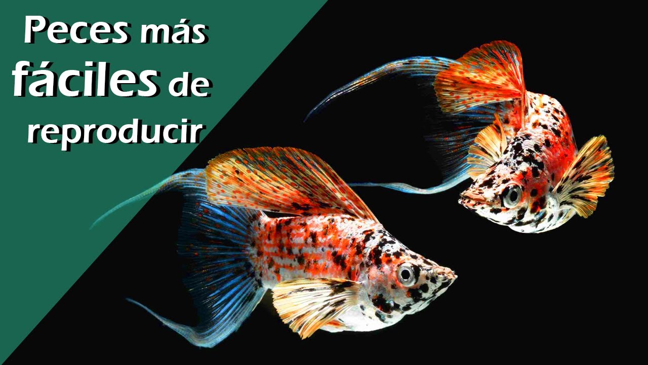 180👏💘.- Los peces más fáciles de reproducir en casa 🐠 ¡Empieza a criar hoy!
