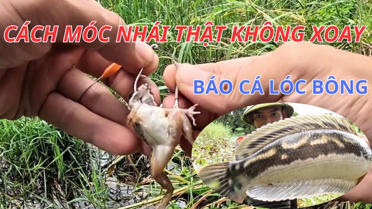 Cách móc nhái thật câu cá lóc không bị xoay cho người mới báo cá lóc bông