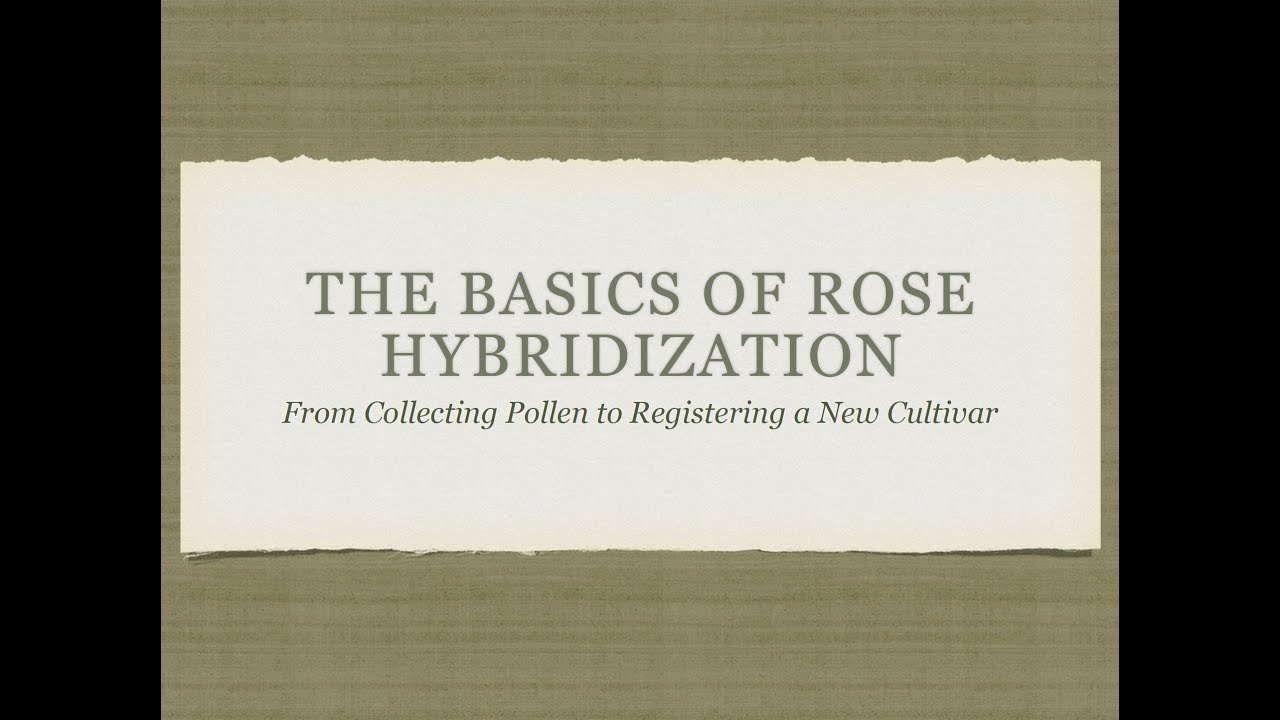 The Basics of Rose Hybridization: From Collecting Pollen to Registering a New Cultivar