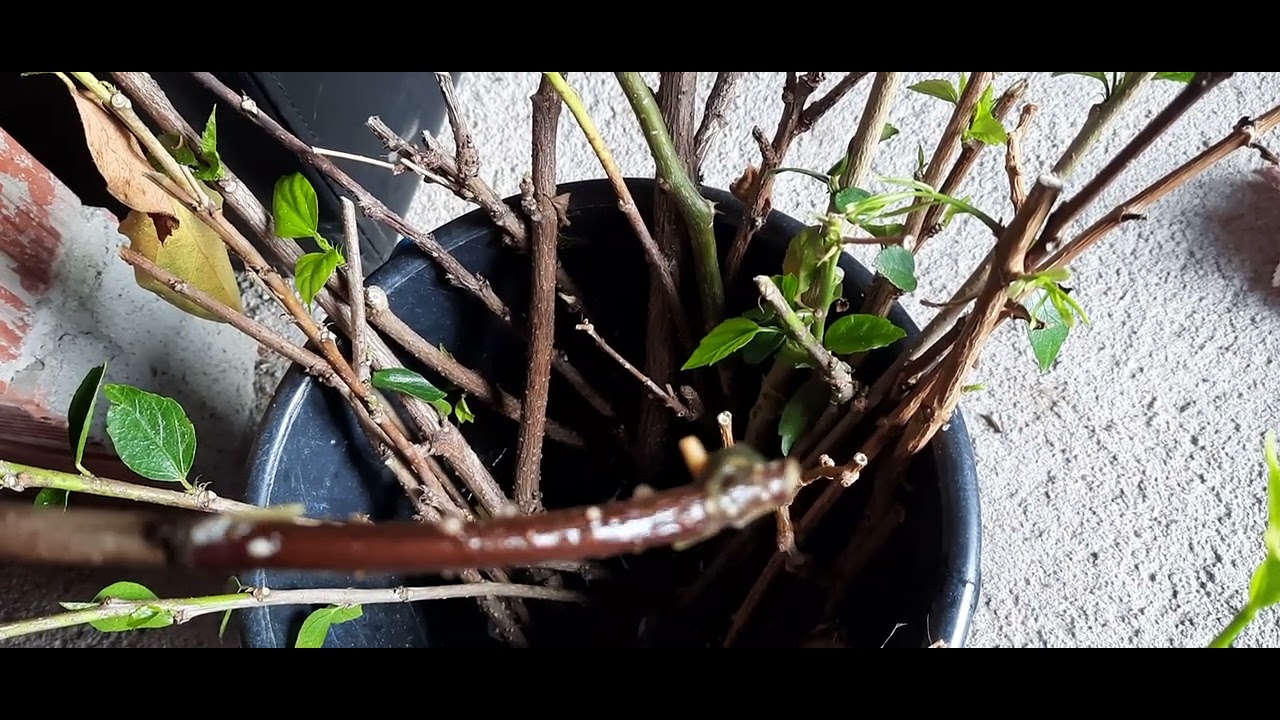 Como fazer mudas de hibisco 🌺 por por estaca
