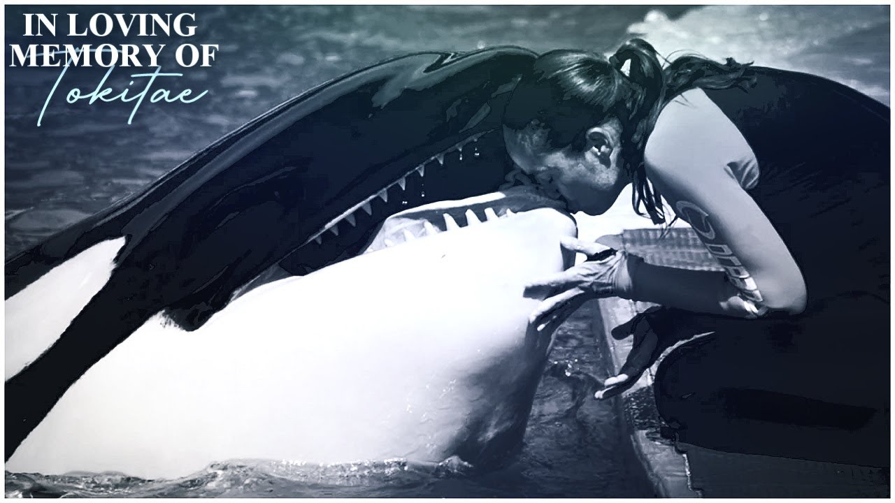 [In Loving Memory of Tokitae]