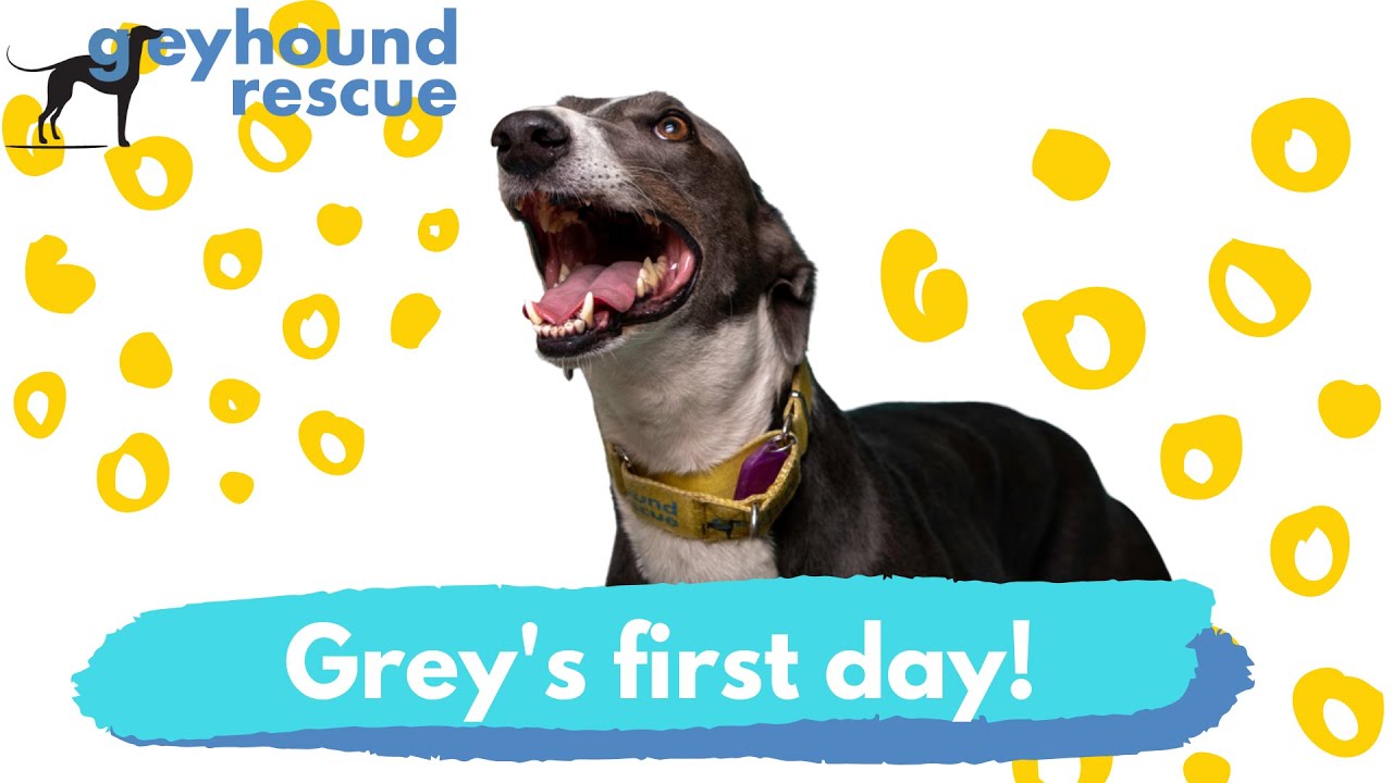 Greyhound Rescue - Your grey's first day