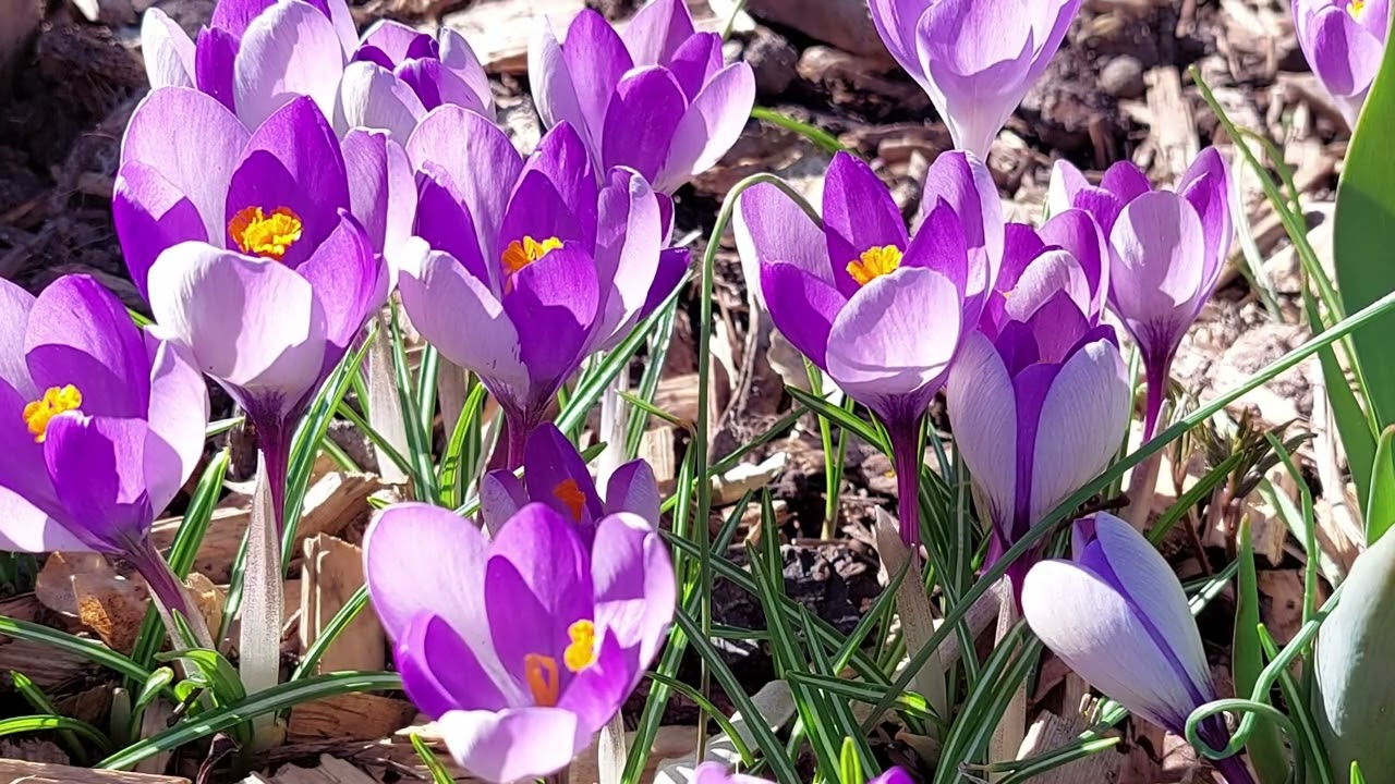 fleurs