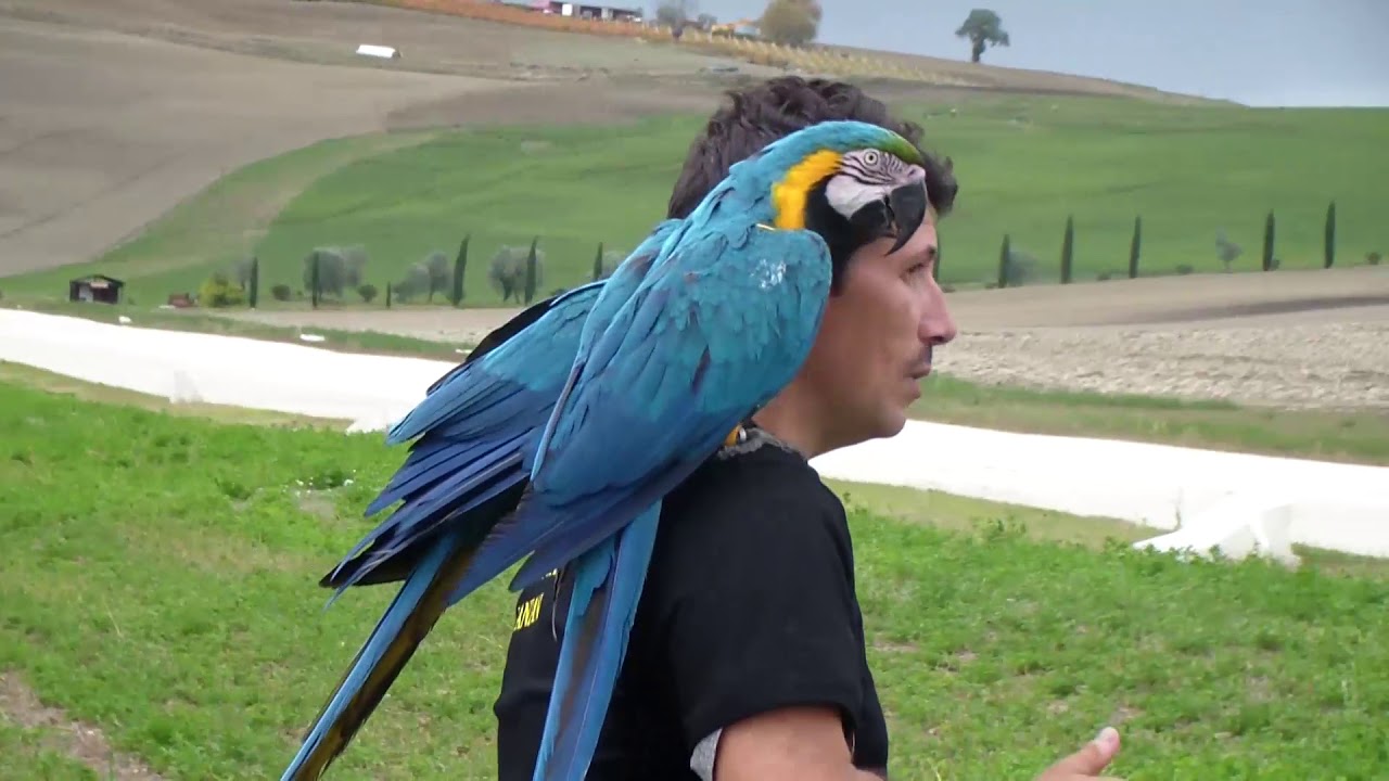 Pappagalli in volo - Parco Acquarossa