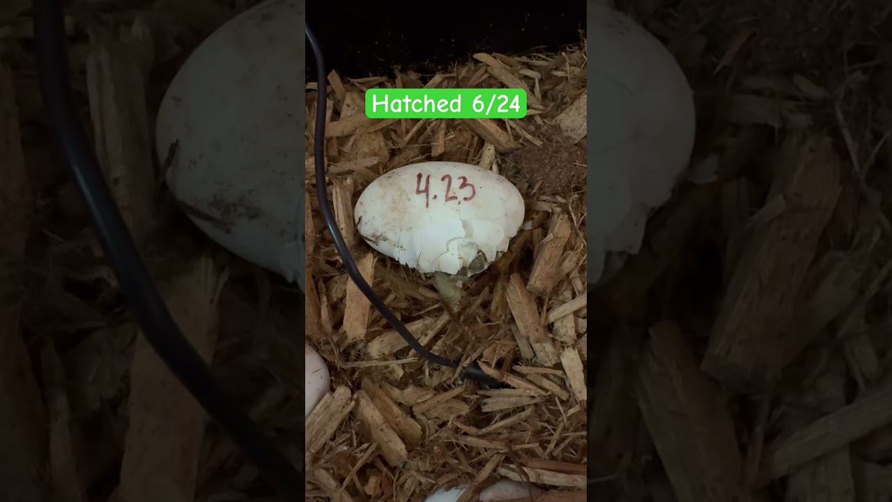 Baby #1 horned 6/24 🥰#tortoise #babytortoise #baby #lasvegas #egghatching #newbaby