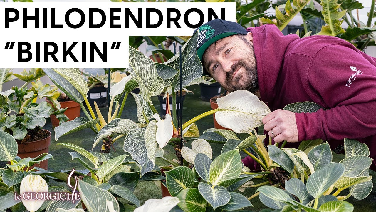 Philodendron 
