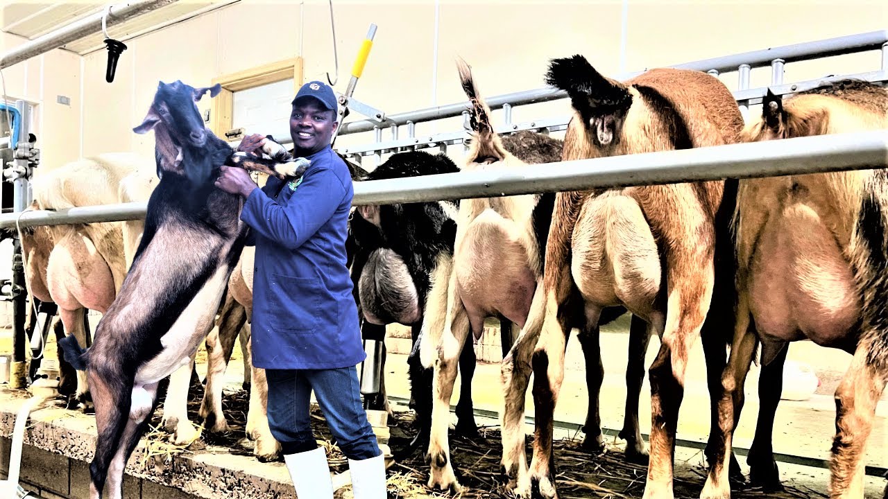Biggest Dairy Goat farm on Smallest Space