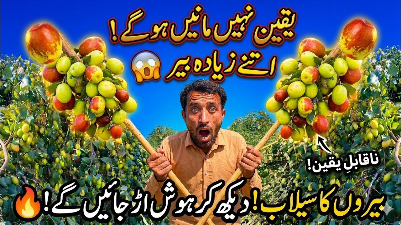 Apple Ber Farm in Pakistan | Jujube Fruit |  How to grow Bair Farming in Pakistan | Ber he Ber gaon 