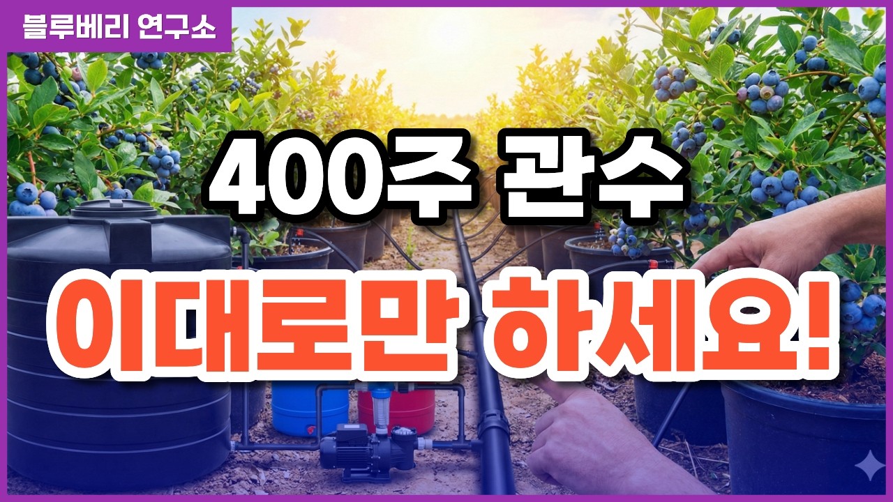 블루베리 화분 재배 400주, 관수 설비 규격 고민 끝!