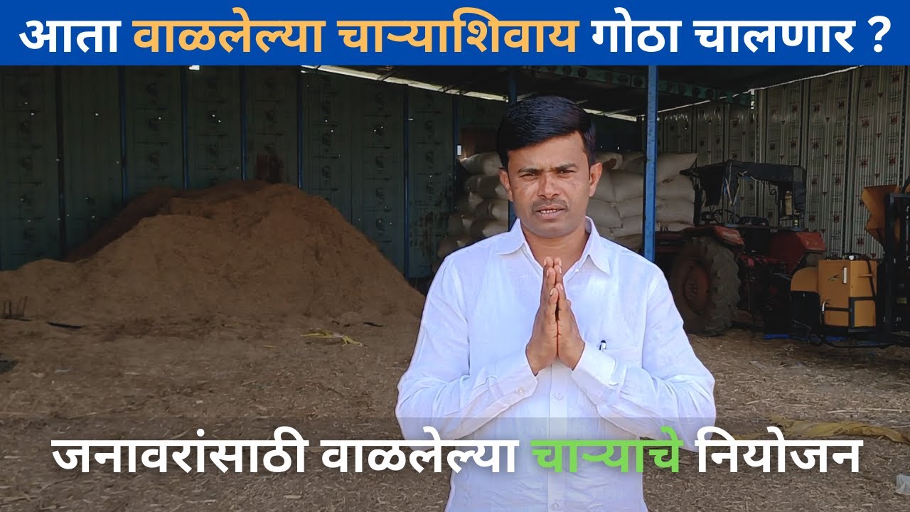 आता वाळलेल्या चाऱ्याशिवाय गोठा चालणार ? जनावरांसाठी वाळलेल्या चाऱ्याचे नियोजन