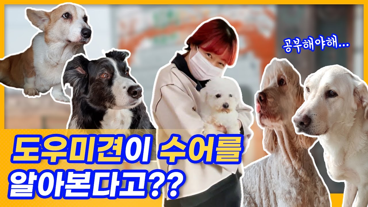 도우미견은 수어를 알아볼 수 있을까?(장애인 도우미견 Q&A 2부)