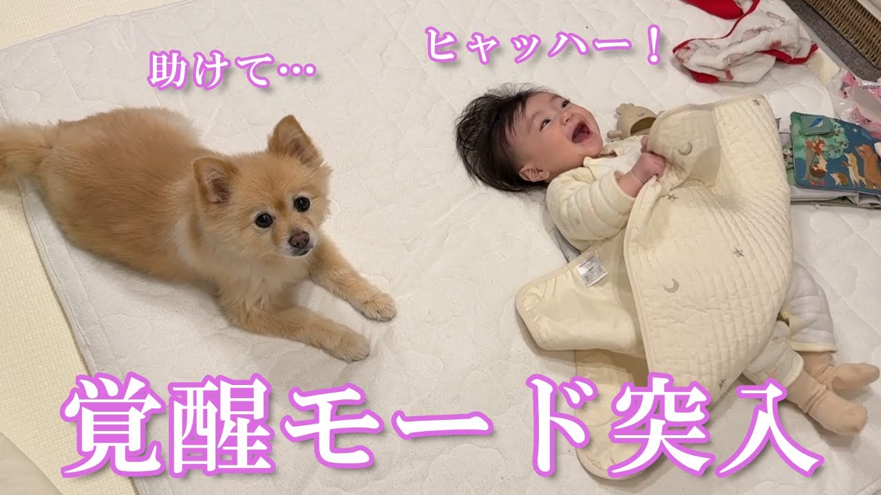 生後6ヶ月で覚醒モードに入った赤ちゃんと心優しいポメラニアンの日常がこちら