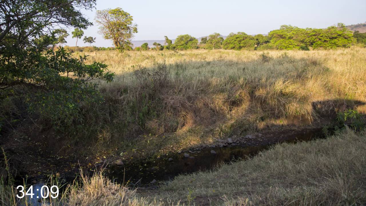 Can you spot the hidden animal? #63 LION