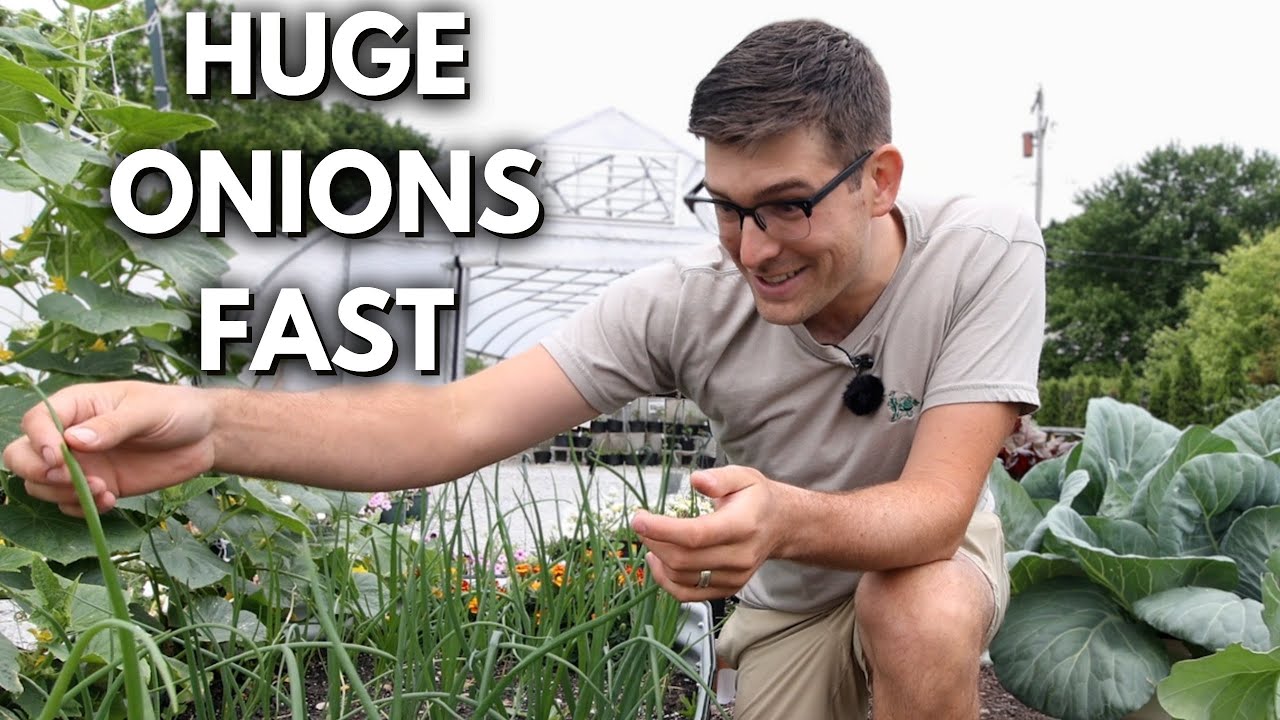 Most Gardeners Want BIG Onions, But Don't Do THIS!
