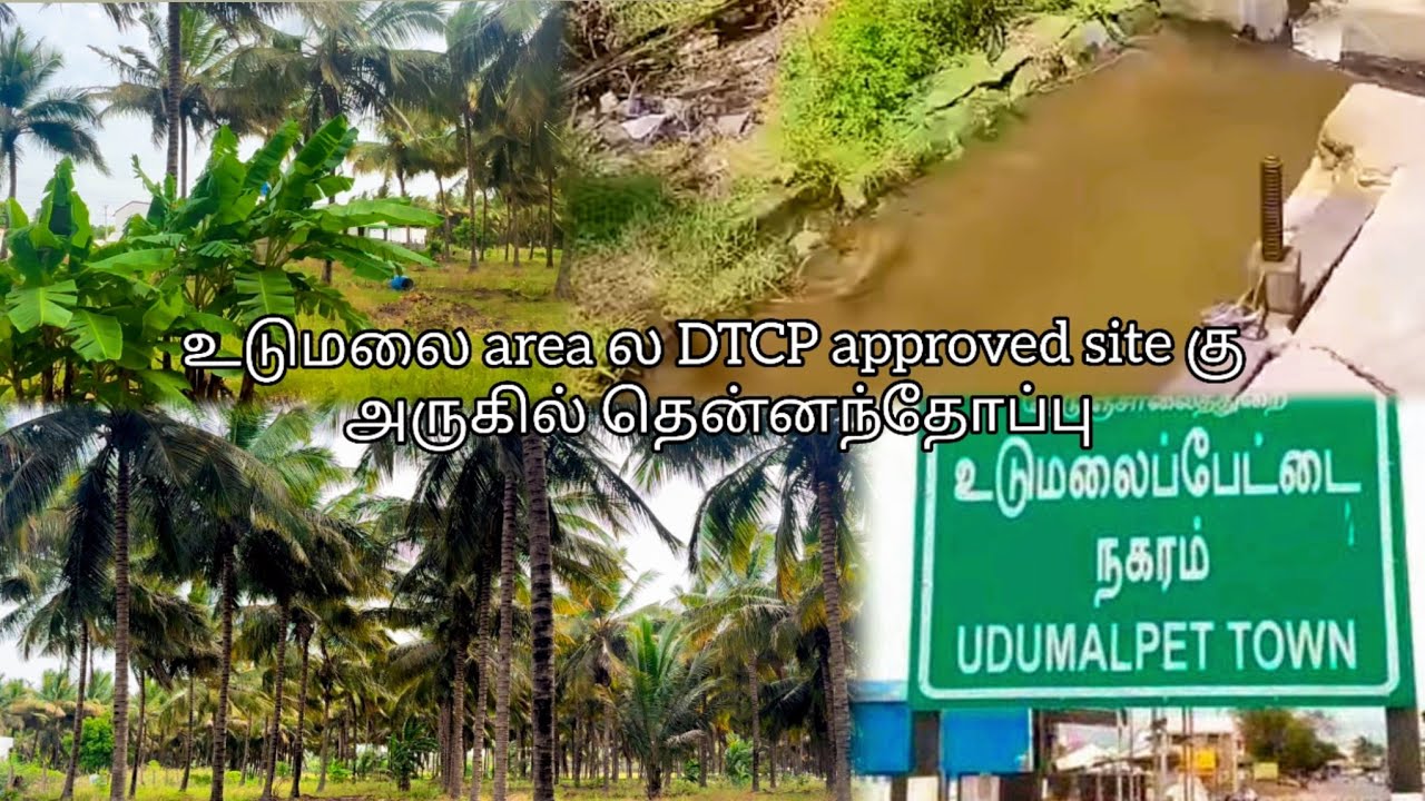 1.80 ஏக்கர் ஊரடி தென்னந்தோப்பு விற்பனைக்கு 🤩|#pollachi #udumalpet |👉🏻 contact no: 7339220468