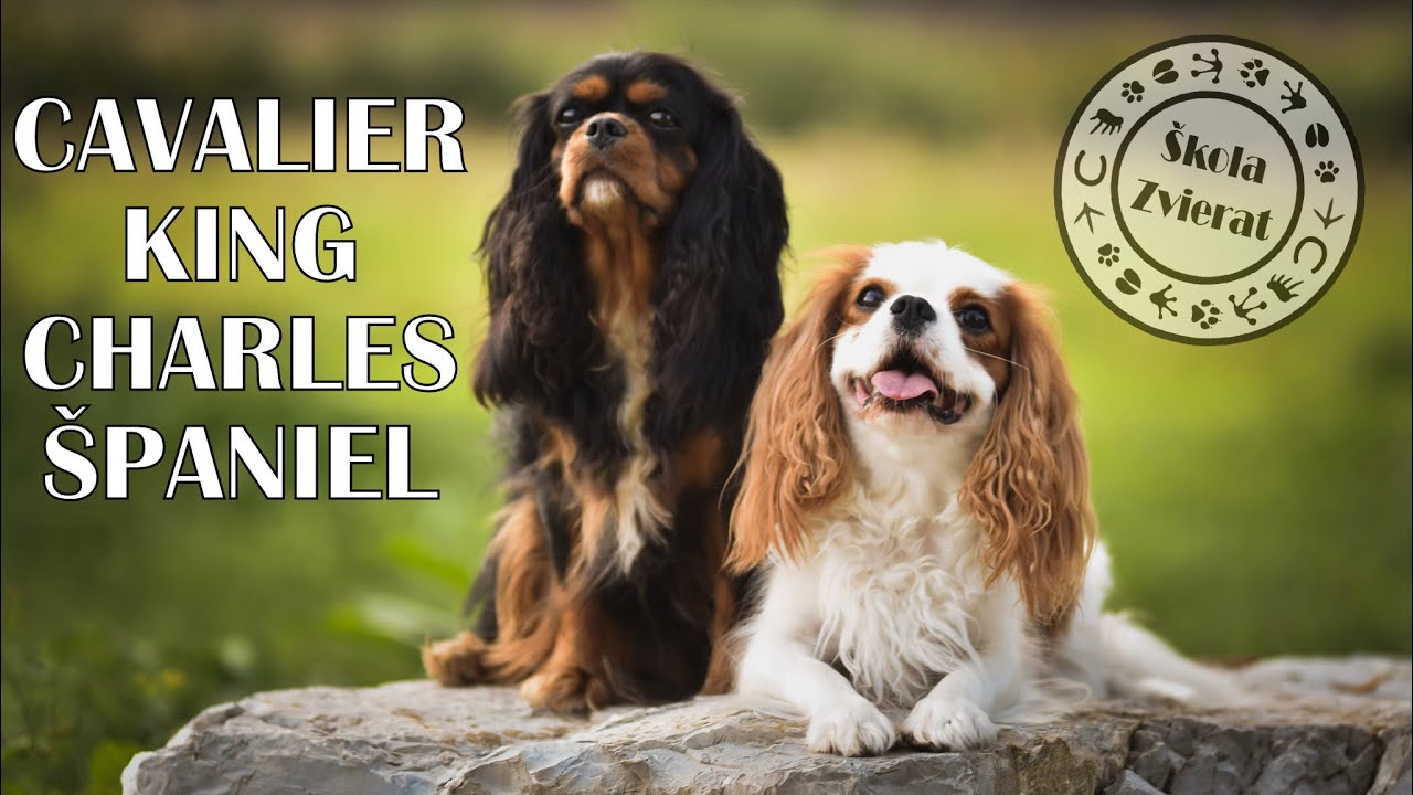 Škola Zvierat - Cavalier King Charles Španiel