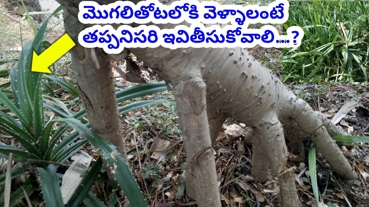 మొగలితోటలోకి వెళ్ళాలంటే తప్పనిసరి ఇవితీసుకోవాలి mogali chettu uses in Telugu