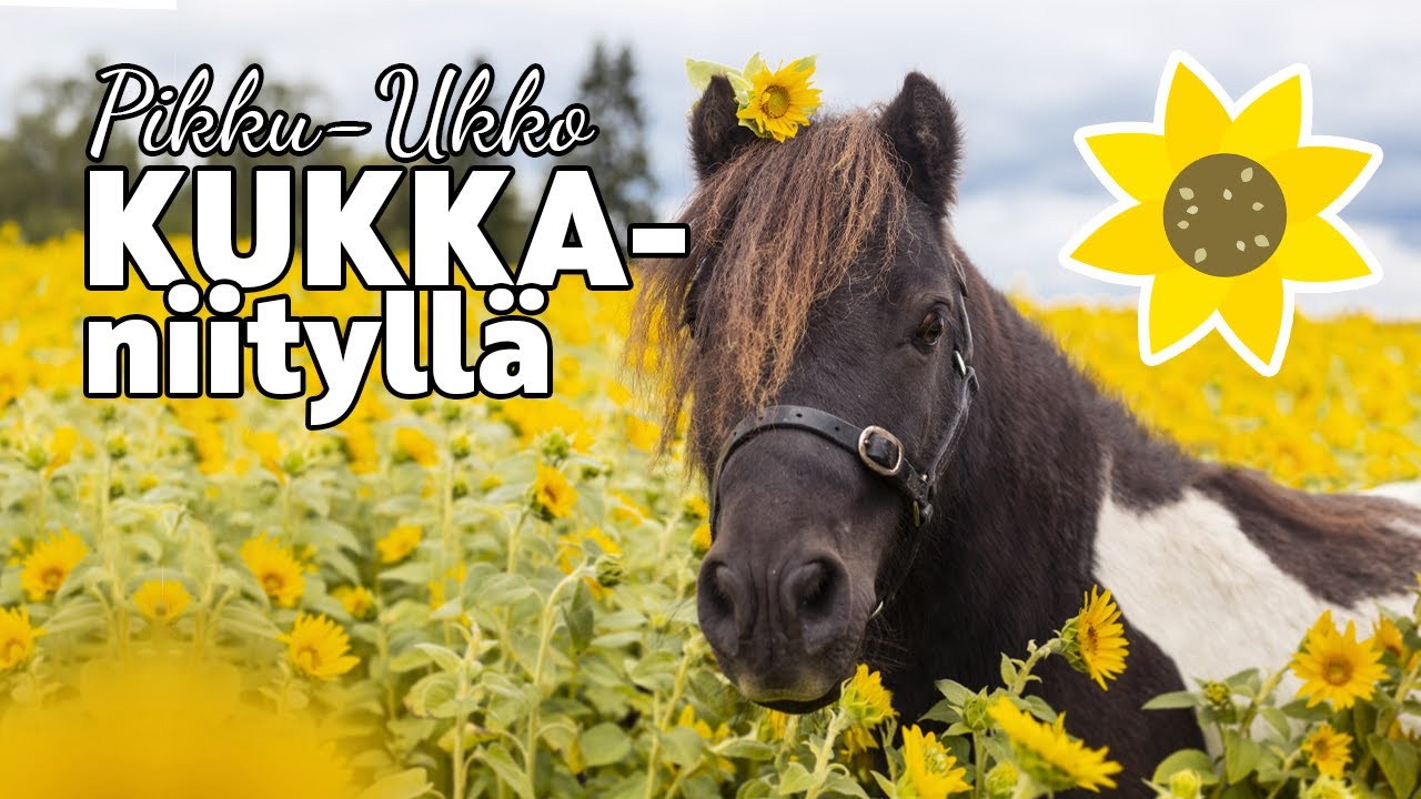 VLOG: Kuvaukset kukkaniityllä ja iltamaasto maissipellolla 😍