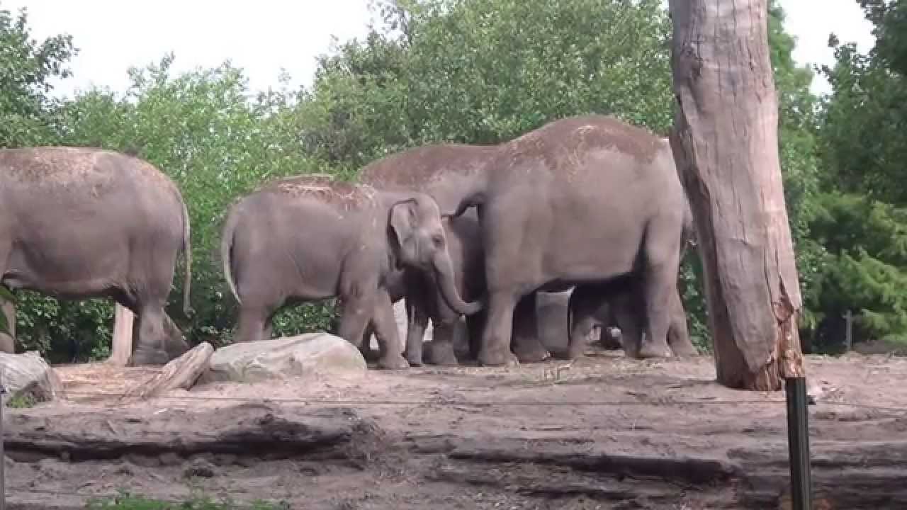 Diergaarde Blijdorp - the day after, 16e elephant was born (5)