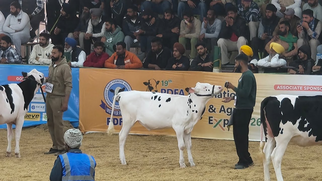Top 10 kheeri heifer from 40 in pdfa 2026 #pdfajagraon #pdfaexpo #trending
