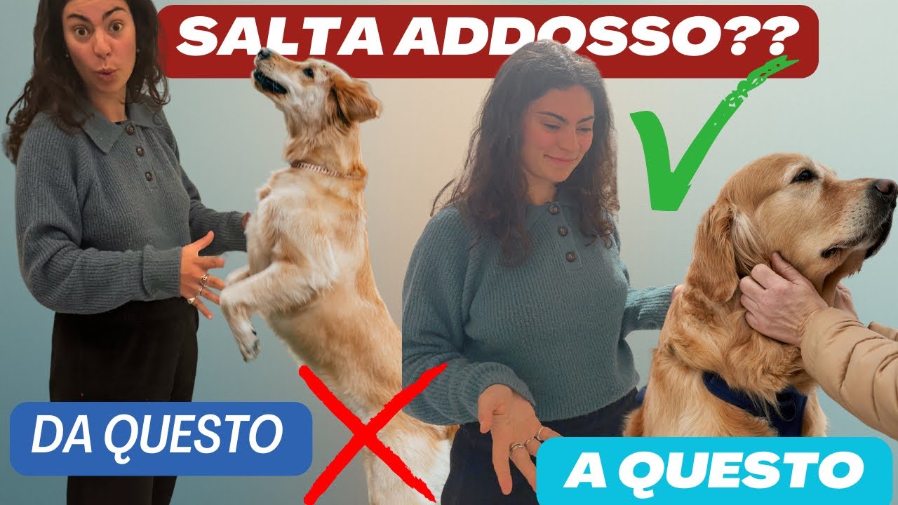 Salta addosso per salutare?? Fermalo ora!! 