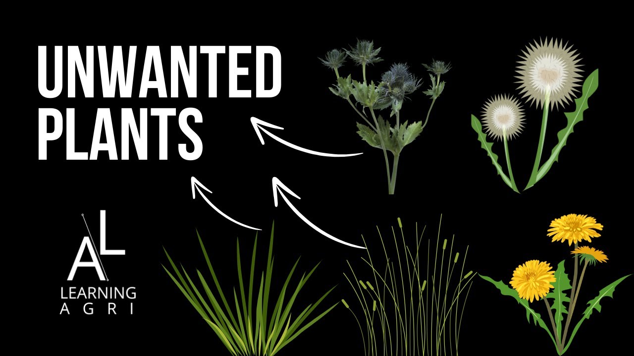 Basics of Weed Science
